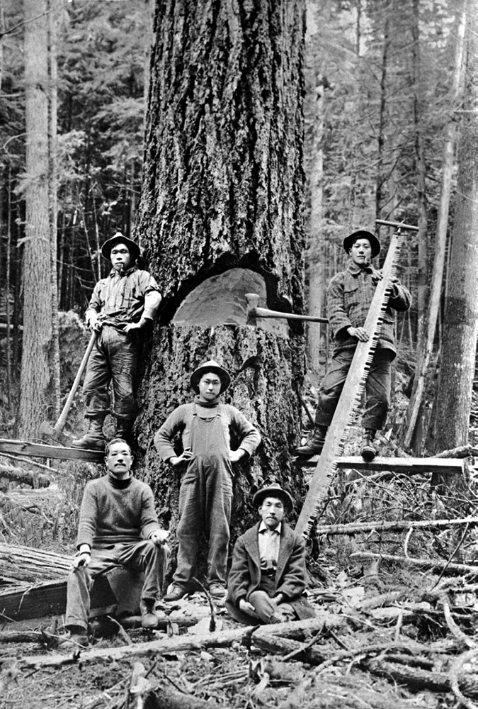 Five Japanese immigrant loggers are posed around a large Douglas fir tree in which they have made a “face cut,” exposing the sapwood. On the left, one worker holds an axe. On the right, another holds a long, two-man crosscut saw. The three other workers sit and stand around the tree’s base.