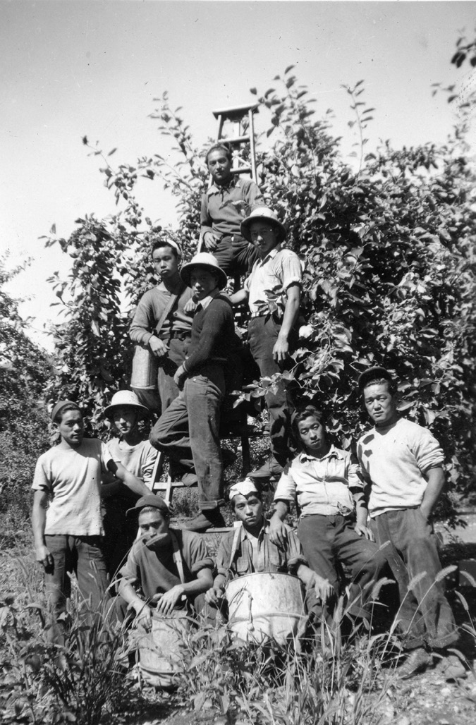Ten Japanese Canadian workers wearing hats and work clothes pose in front of a ladder that is leaning against a fruit tree. Four workers stand on the ladder and two kneel in front, holding fruit baskets.